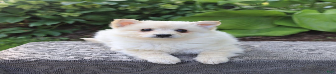 Syndey