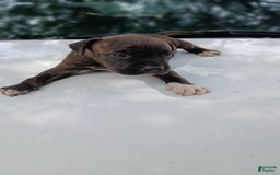 American Pit Bull Terrier dogs for sale: Jack - Image 10