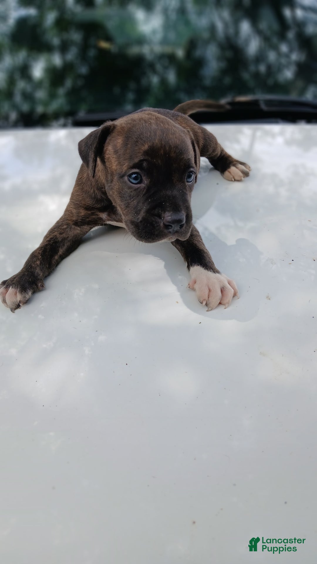 American Pit Bull Terrier dogs for sale: Jack - Image 10