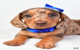 Miniature Dachshund dogs for sale: Miniature Dachshund 4 puppies - Image 4