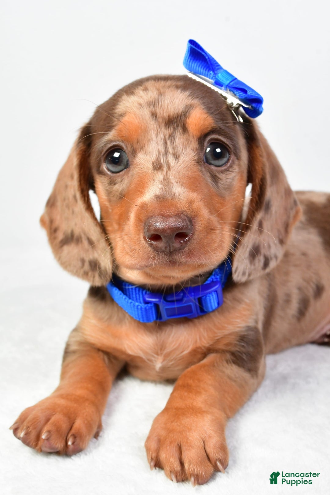 Miniature Dachshund dogs for sale: Miniature Dachshund 4 puppies - Image 4