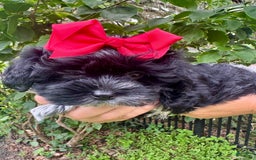Maltipoo dogs for sale: Penny - Image 3