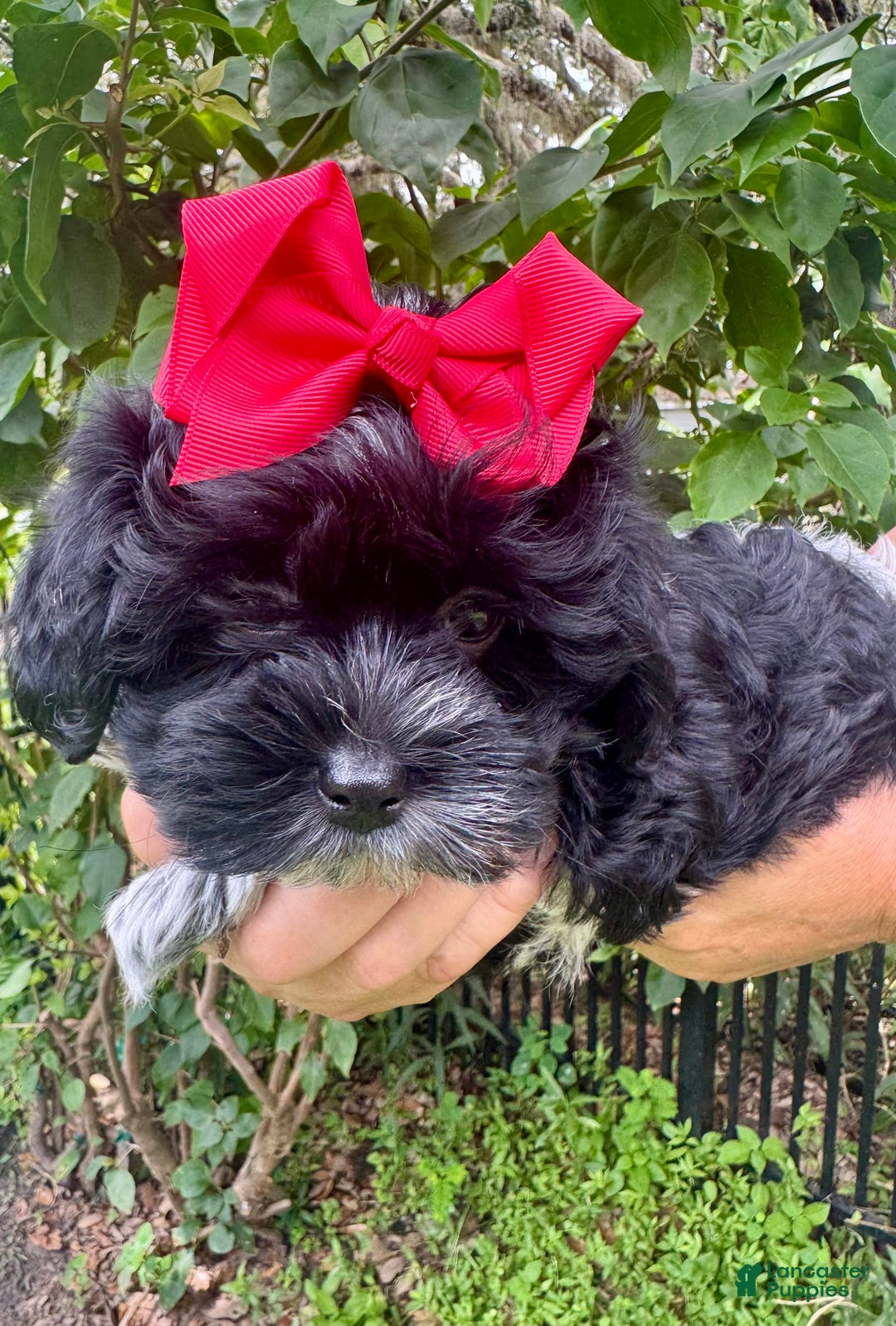 Maltipoo dogs for sale: Penny - Image 3