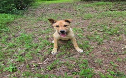 Catahoula Leopard Dog dogs for sale: Kana - Image 1