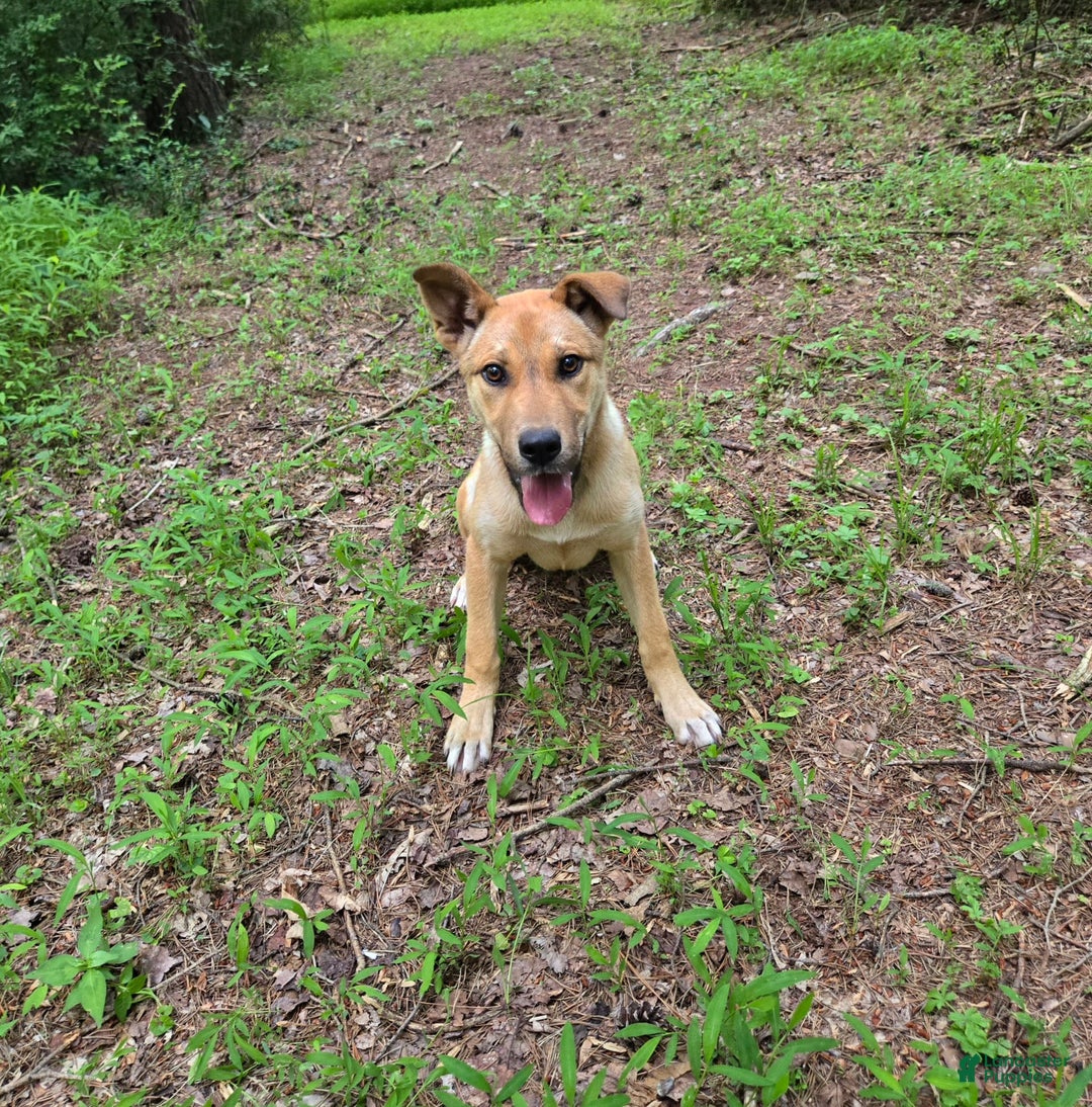 Catahoula Leopard Dog dogs for sale: Kana - Image 1
