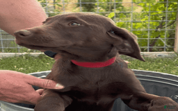Labrador Retriever dogs for sale: Mocha - Image 7