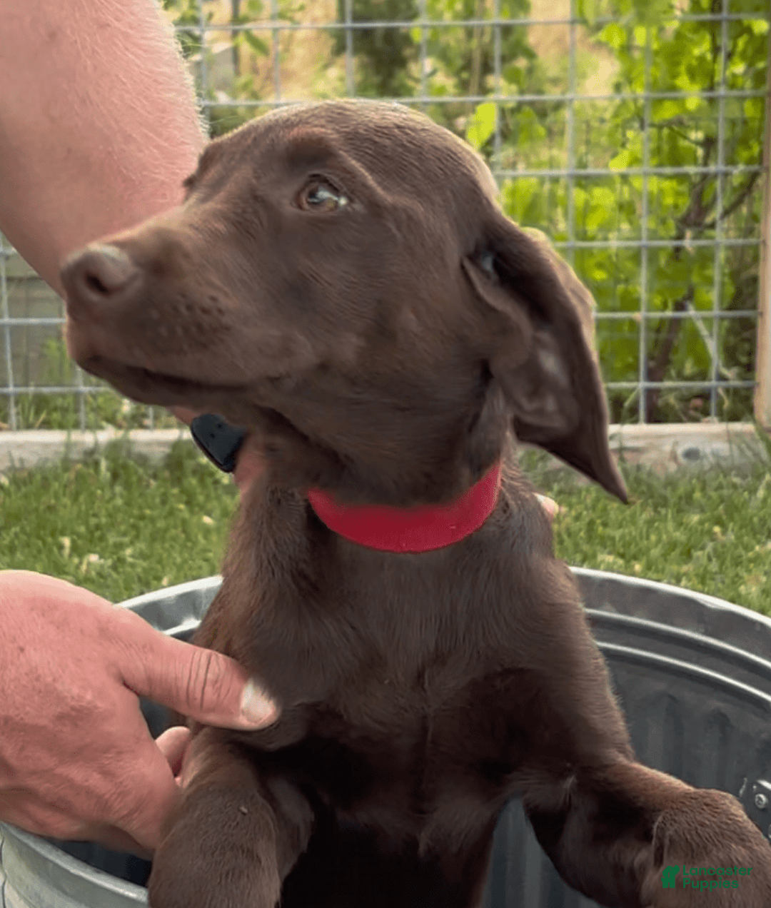Labrador Retriever dogs for sale: Mocha - Image 7