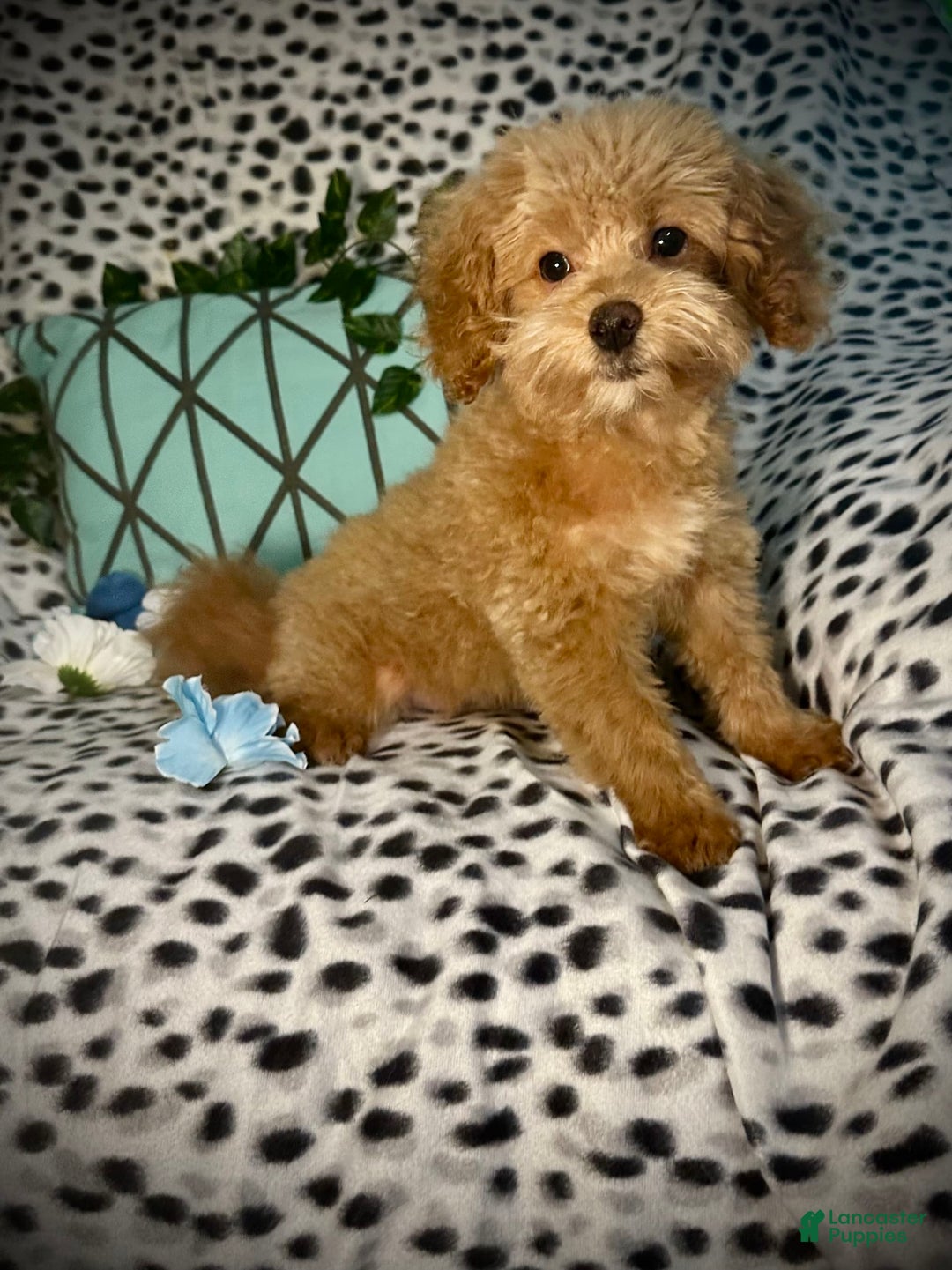 Maltipoo dogs for sale: Hanky - Image 9