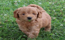 Mini Goldendoodle dogs for sale: Aubrey - Image 4