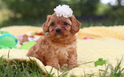 Cavapoo dogs for sale: Winnie - Image 1