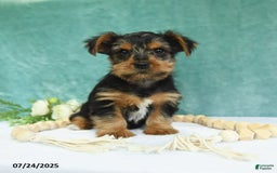 Yorkshire Terrier dogs for sale: Emmett - Image 7
