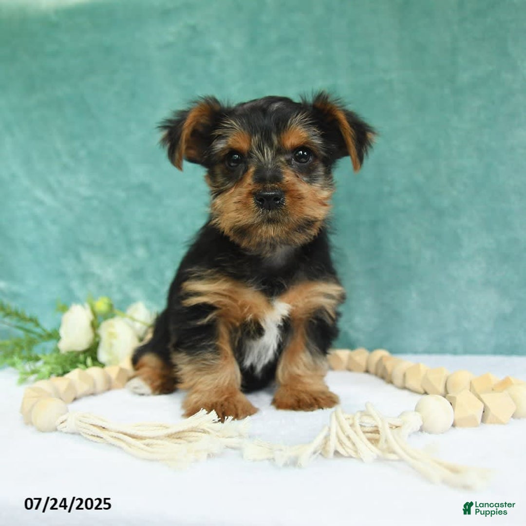 Yorkshire Terrier dogs for sale: Emmett - Image 7