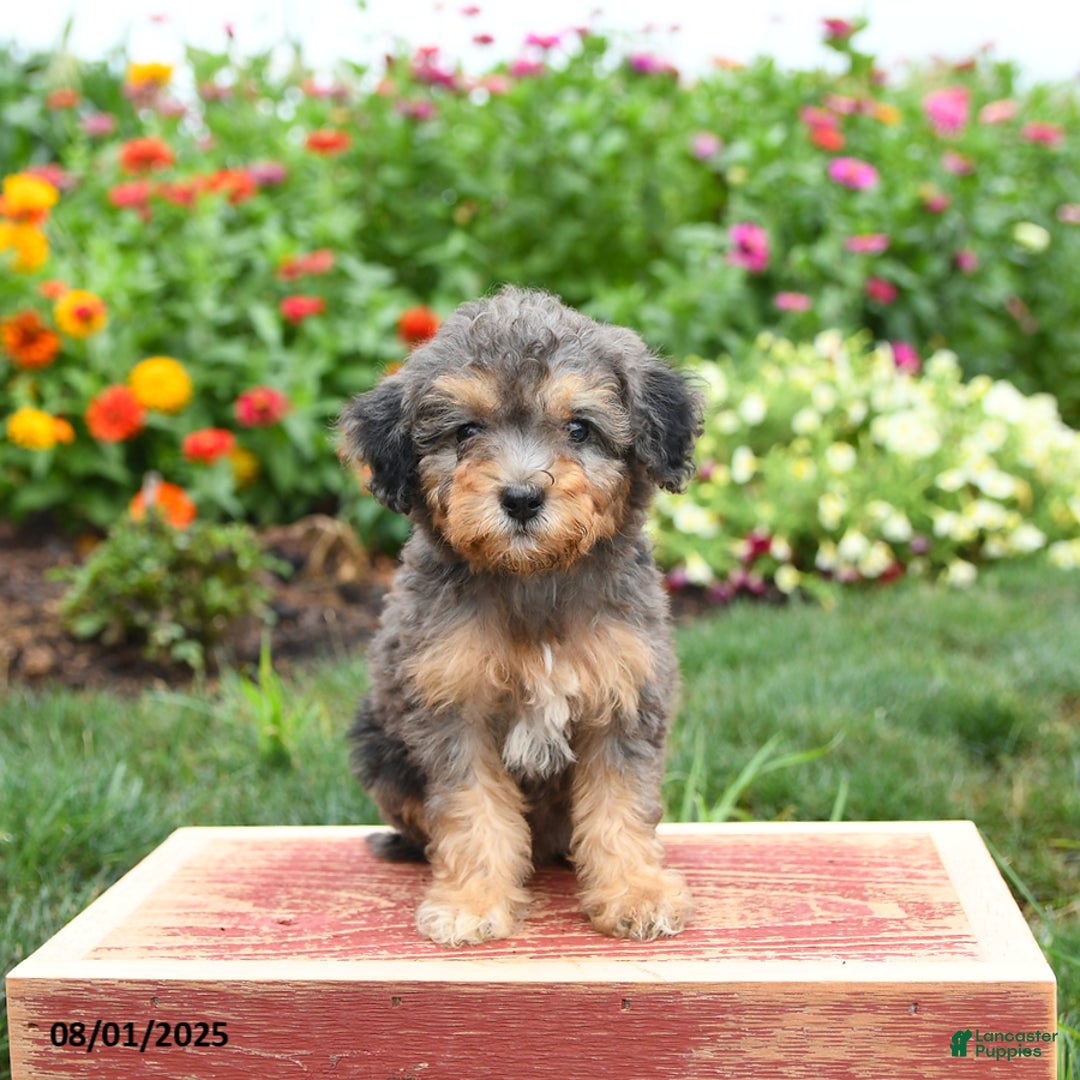 Miniature Poodle dogs for sale: Navy - Image 2