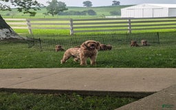 Goldendoodle dogs for sale: Ellie - Image 42