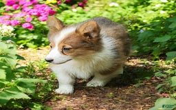 Welsh Corgi Pembroke dogs for sale: Teeka Fluffy - Image 10