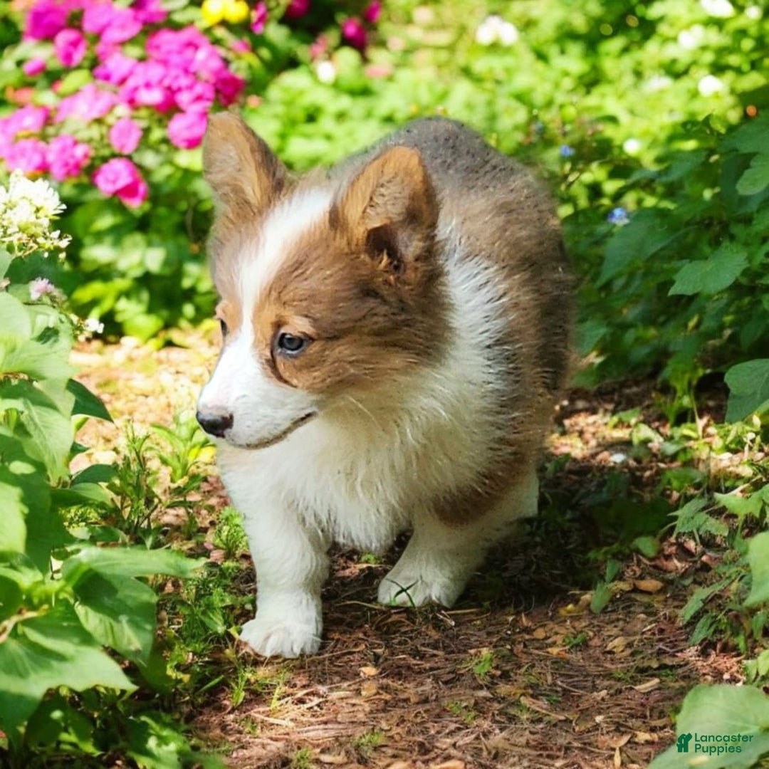 Welsh Corgi Pembroke dogs for sale: Teeka Fluffy - Image 10