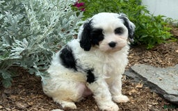 Cavapoo dogs for sale: Casper - Image 2
