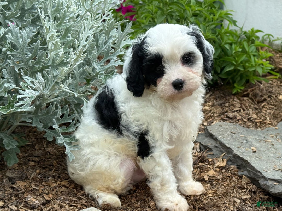Cavapoo dogs for sale: Casper - Image 2