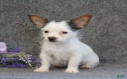 Yorkshire Terrier dogs for sale: Tessa - Image 4