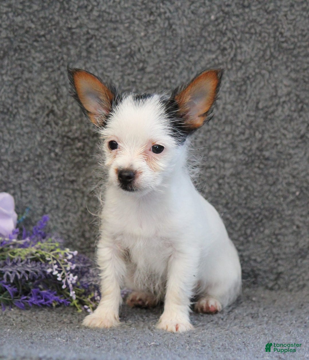 Yorkshire Terrier dogs for sale: Tessa - Image 4