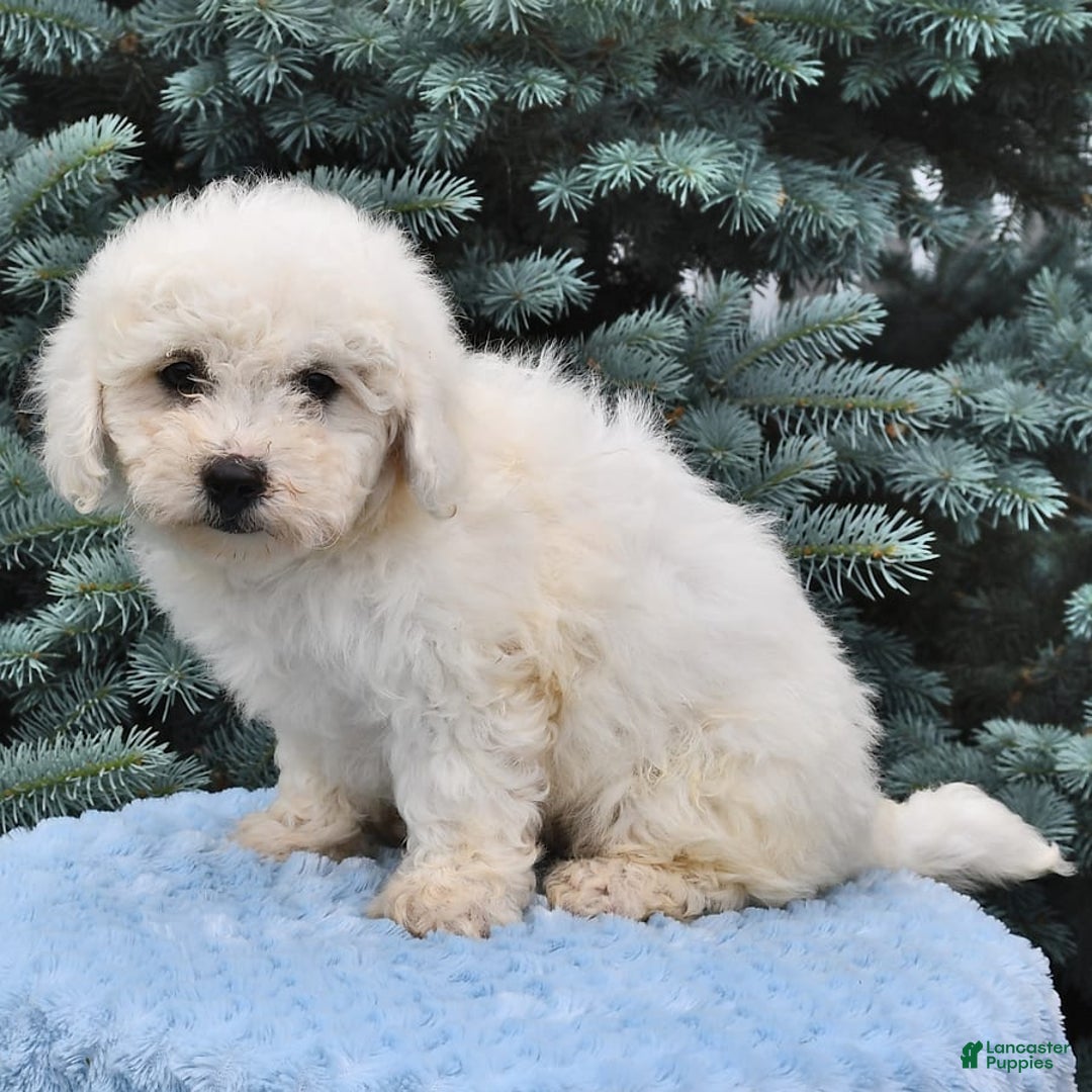 Bichon Frise dogs for sale: Asher - Image 3