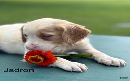 Brittany Spaniel dogs for sale: Jadron - Image 2