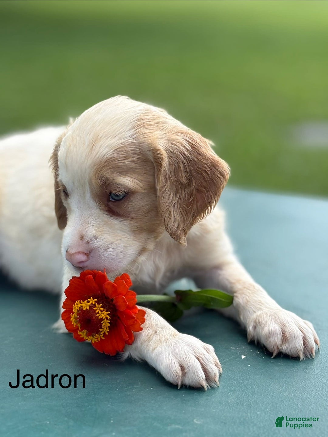 Brittany Spaniel dogs for sale: Jadron - Image 2