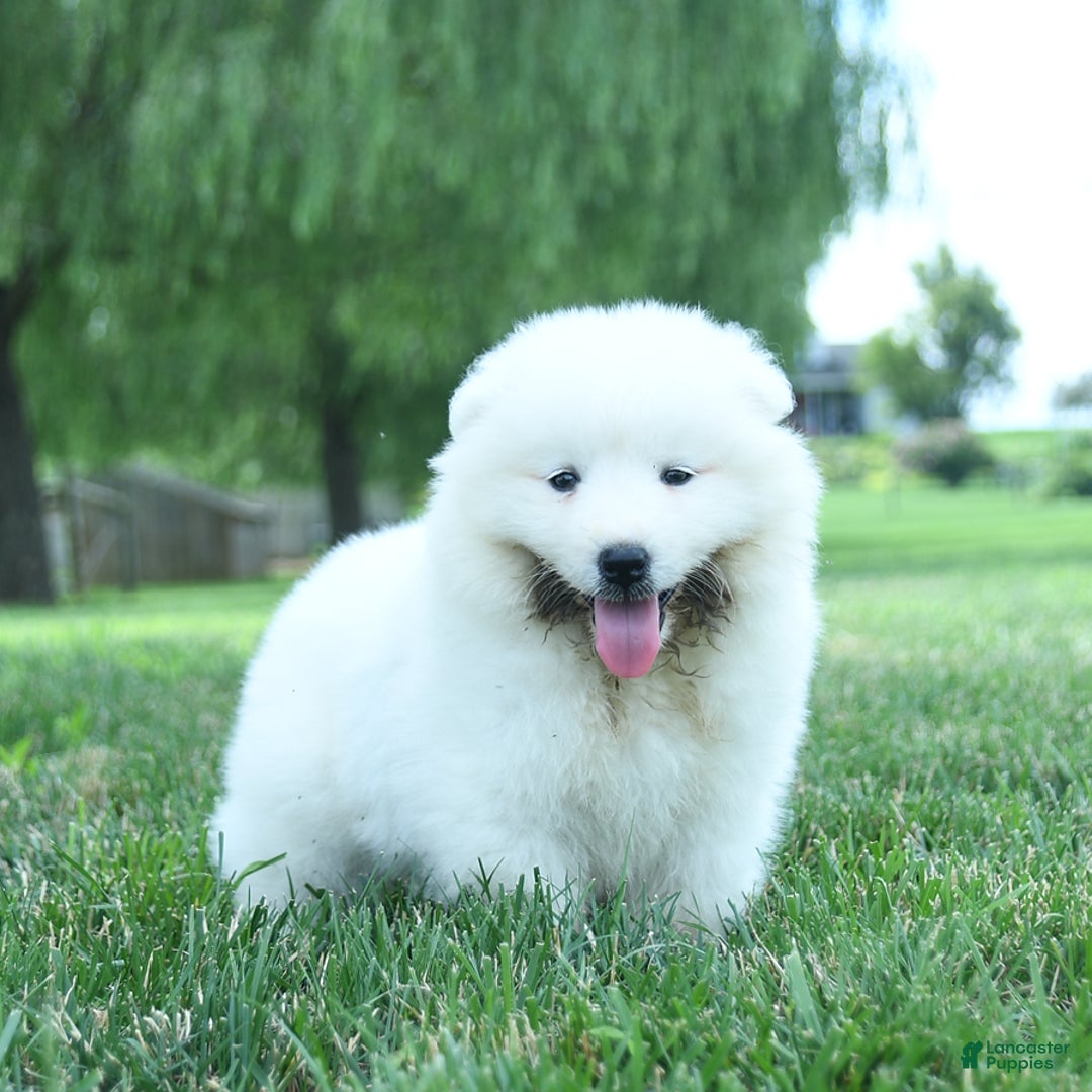 Samoyed dogs for sale: Bear - Image 3