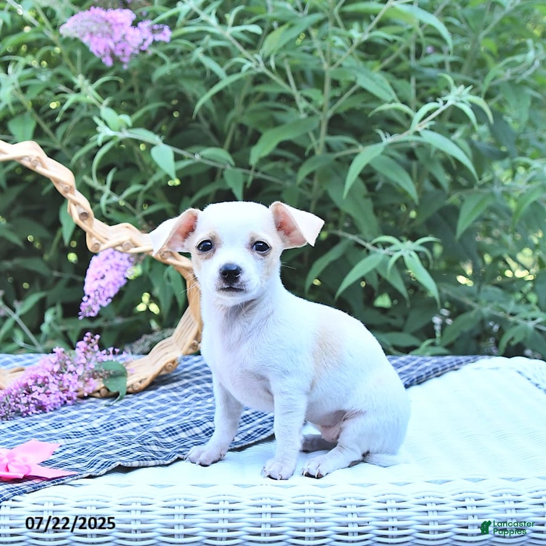 Chihuahua dogs for sale: Tina - Image 3