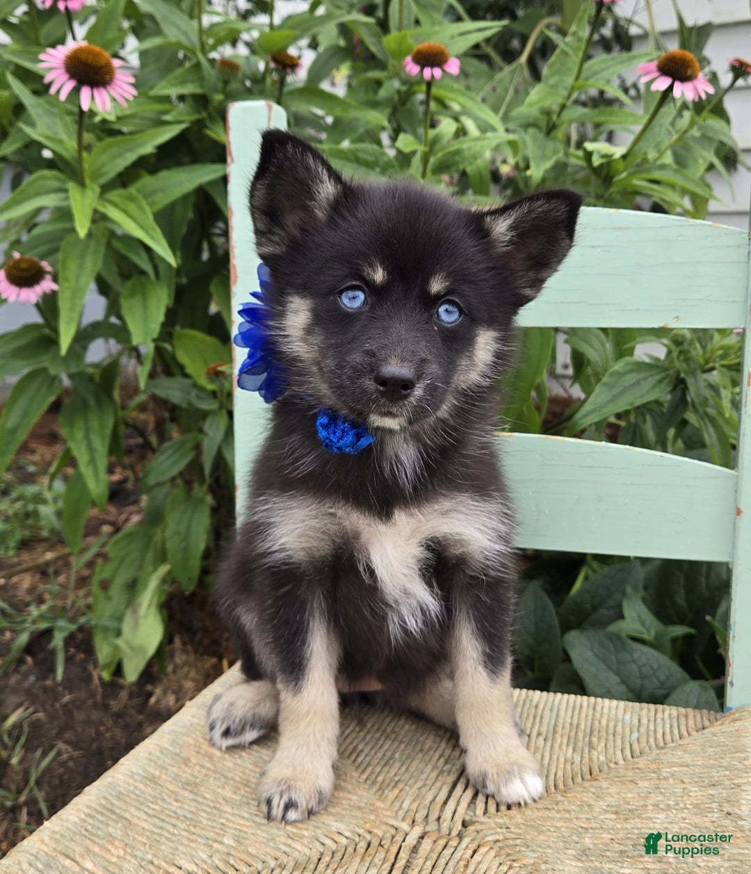 Pomsky dogs for sale: Tammy - Image 4