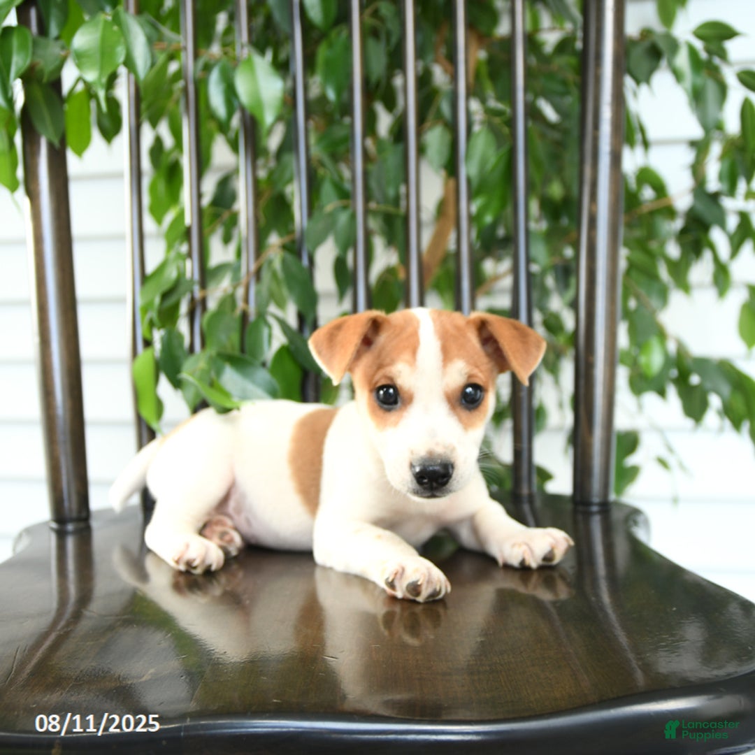 Jack Russell Terrier dogs for sale: Zack - Image 3