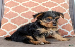 Yorkshire Terrier dogs for sale: Gabby - Image 2