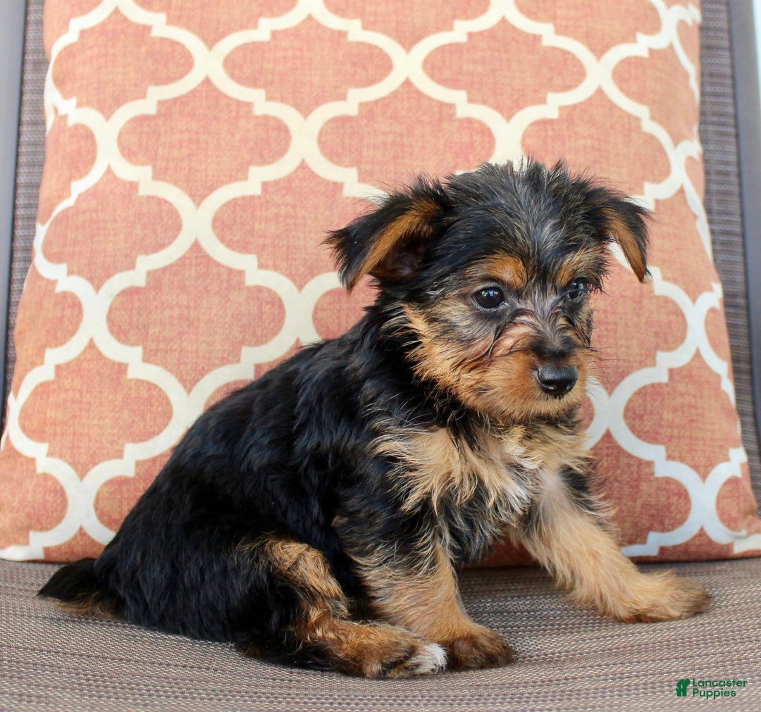 Yorkshire Terrier dogs for sale: Gabby - Image 2
