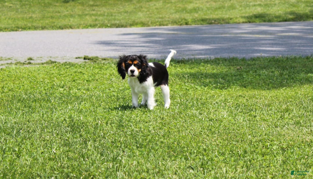 Cavalier King Charles Spaniel dogs for sale: Toby - Image 24