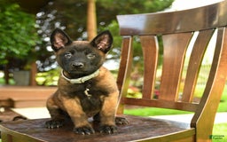 Belgian Malinois dogs for sale: Ace - Image 4