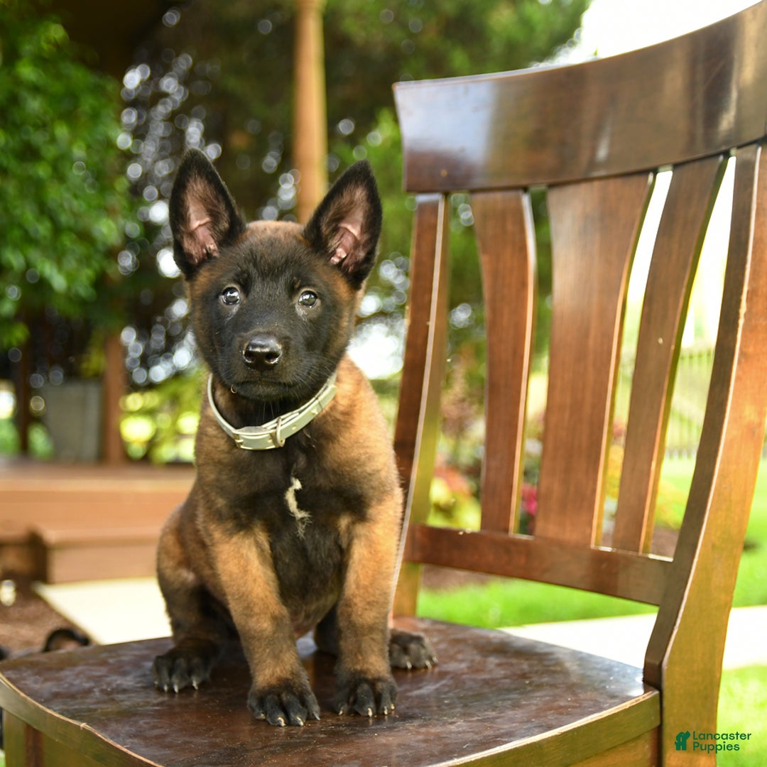 Belgian Malinois dogs for sale: Ace - Image 4
