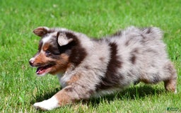 Miniature Australian Shepherd dogs for sale: Neal - Image 1