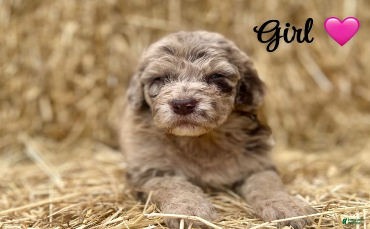 Aussiedoodle dogs - Advert 30