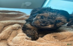 Yorkshire Terrier dogs for sale: Koda - Image 1
