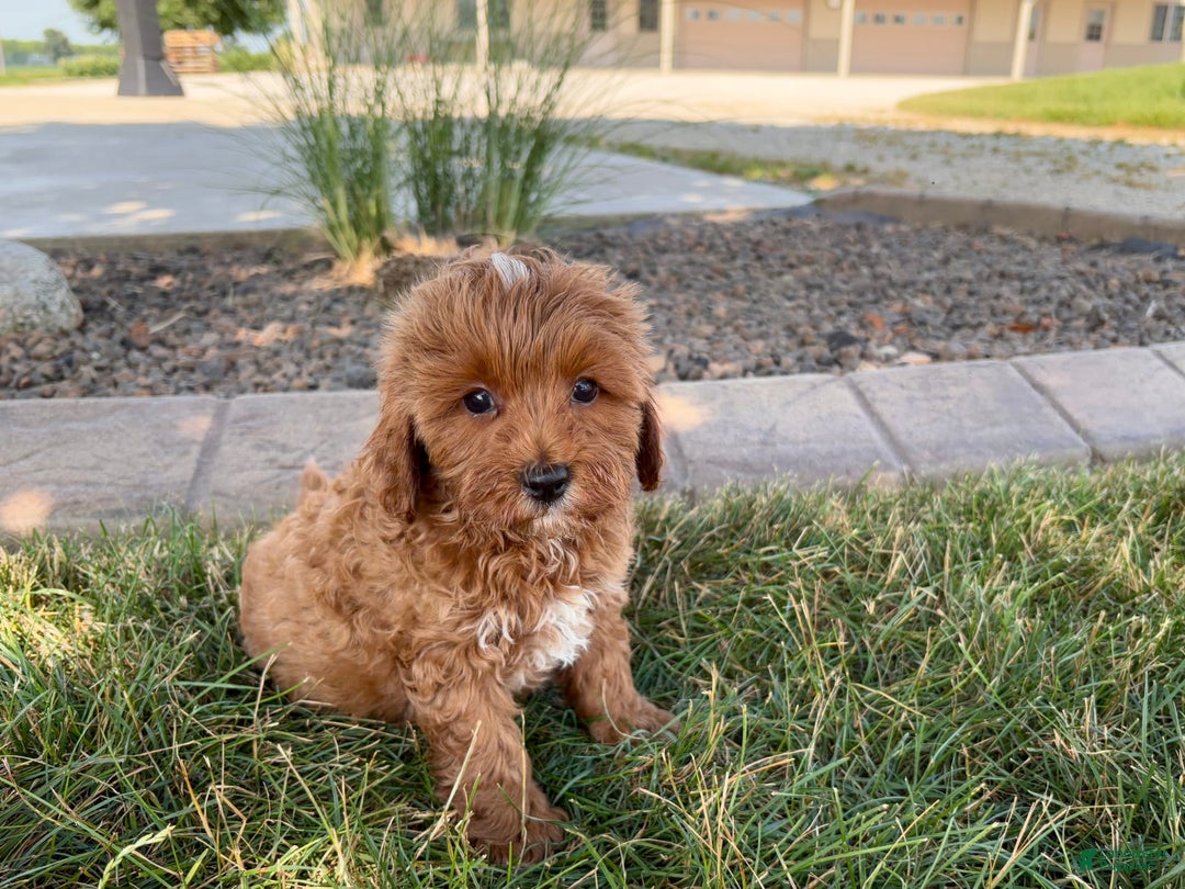 Cavapoo dogs for sale: Henry - Image 5