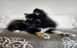Pomsky dogs for sale: Blossom - Image 3