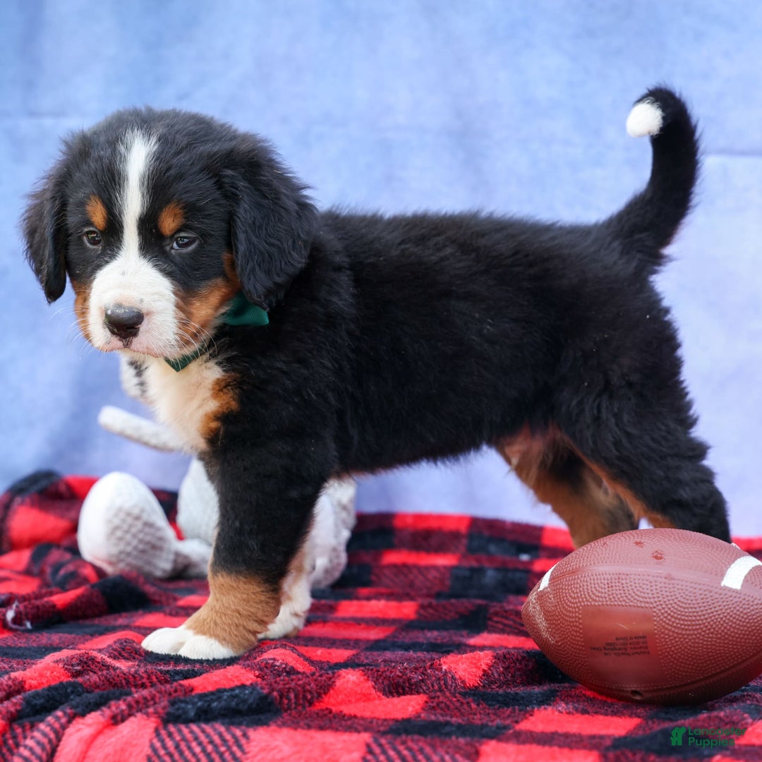 Bernese Mountain Dog dogs for sale: Snoopy - Image 9