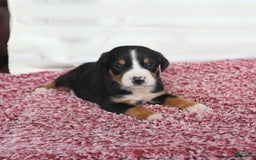 Greater Swiss Mountain Dog dogs for sale: Charlotte - Image 4