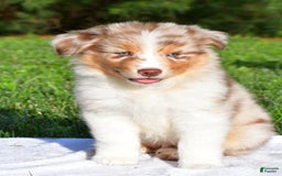 Australian Shepherd dogs for sale: Axel - Image 8