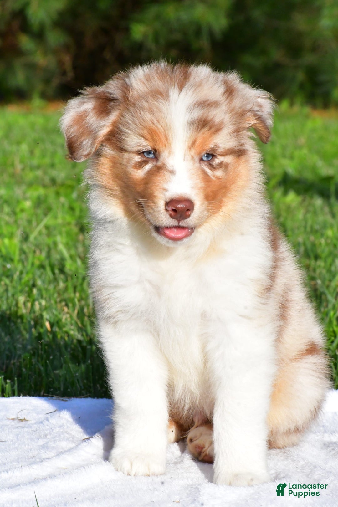 Australian Shepherd dogs for sale: Axel - Image 8
