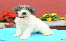 Miniature Poodle dogs for sale: Daisy - Image 2