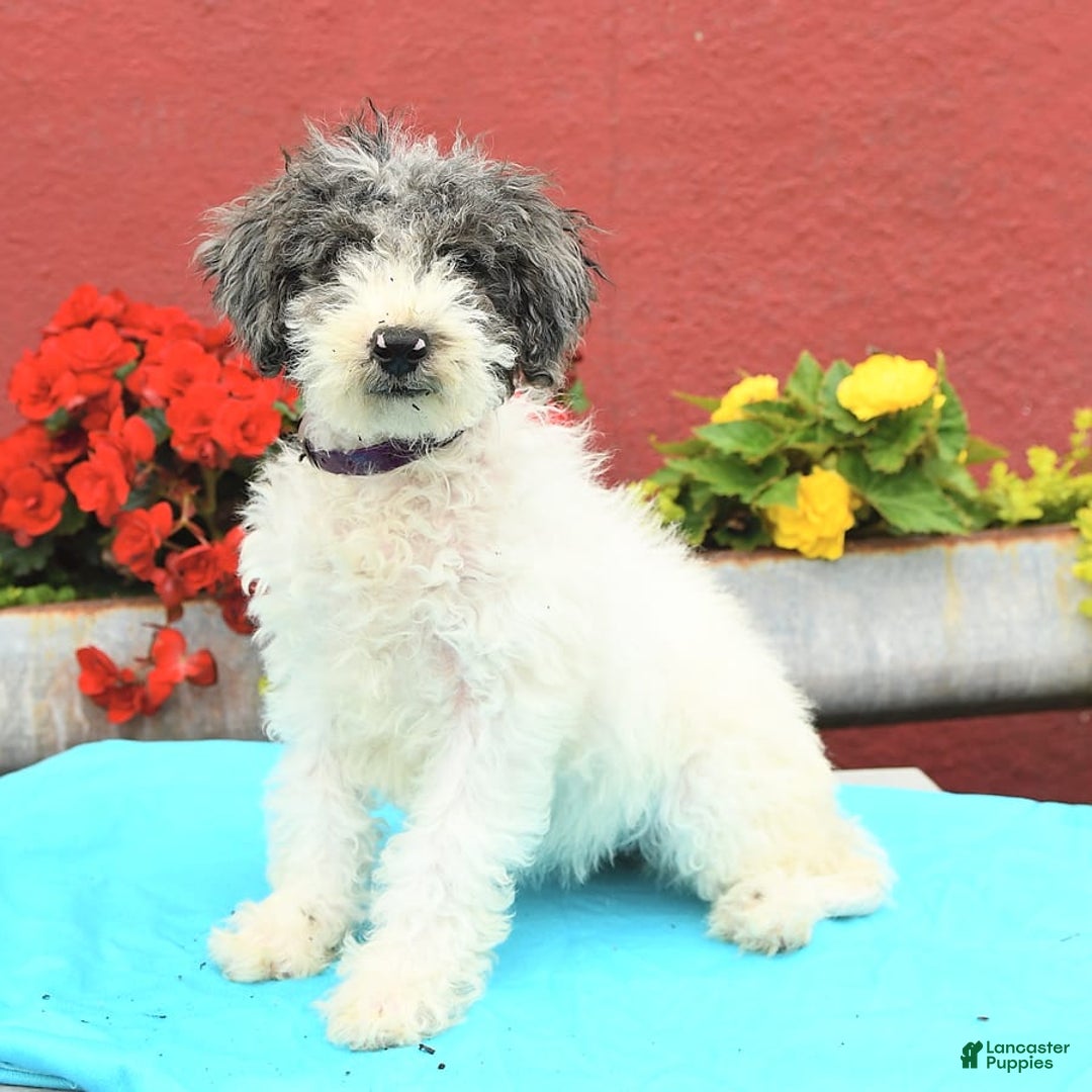 Miniature Poodle dogs for sale: Daisy - Image 2