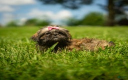 Shih Tzu dogs for sale: Arwen - Image 3