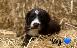Aussiedoodle dogs for sale: Cinco - Listing for pets: Cinco - Image 3