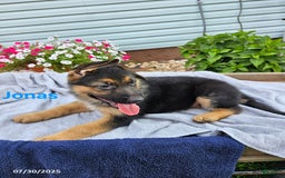German Shepherd dogs for sale: Jonas - Image 1